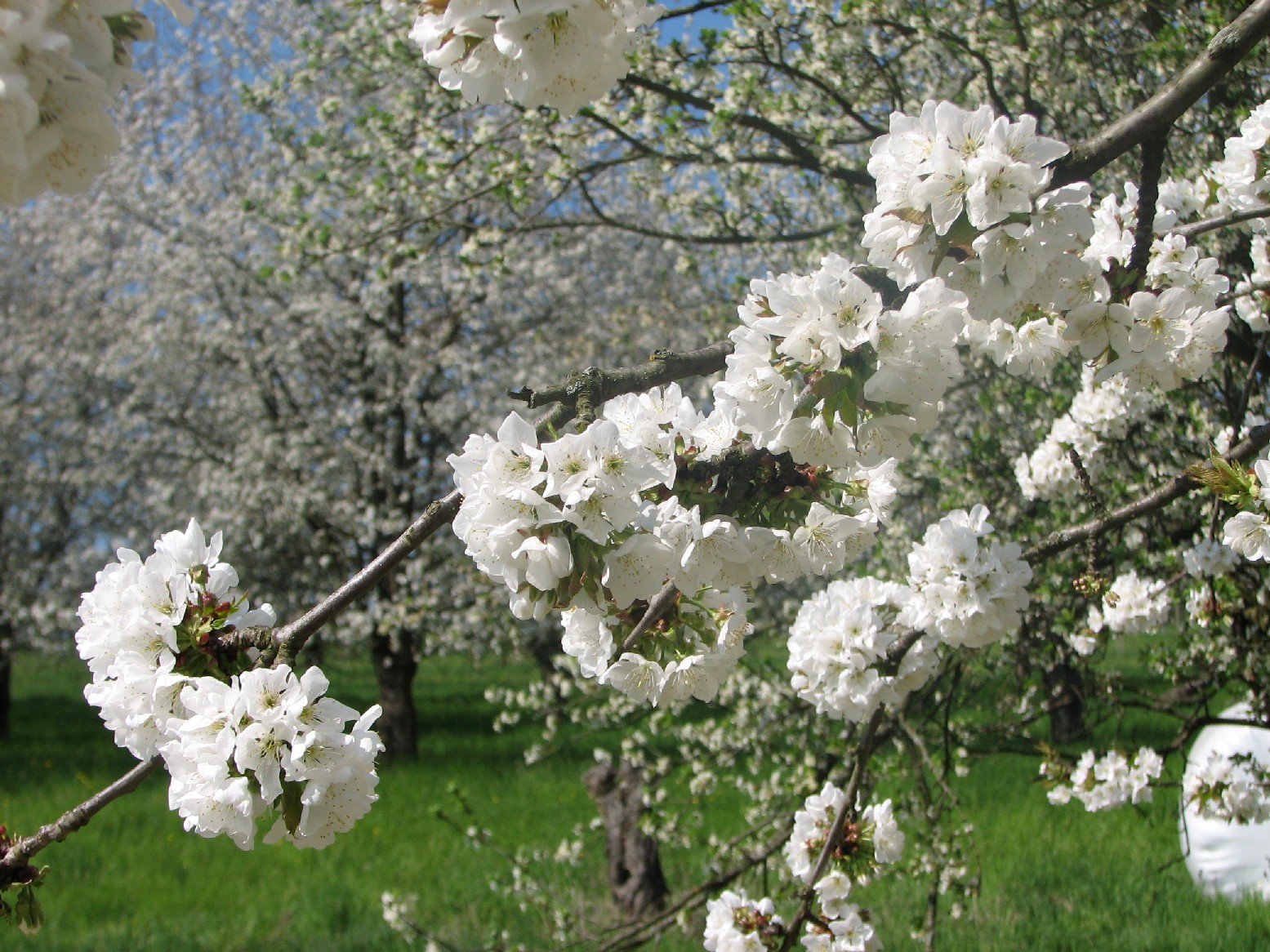 Foto Kirschblüte im Eggenertal